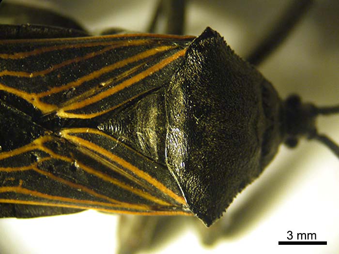 A giant mesquite bug