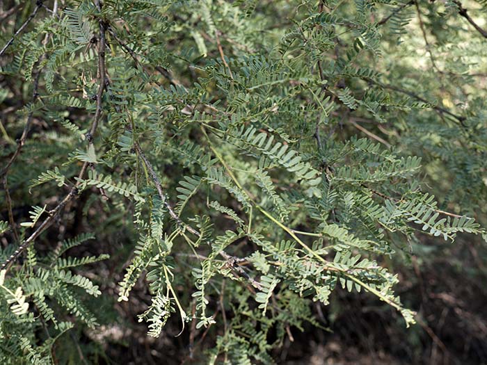 Velvet mesquite