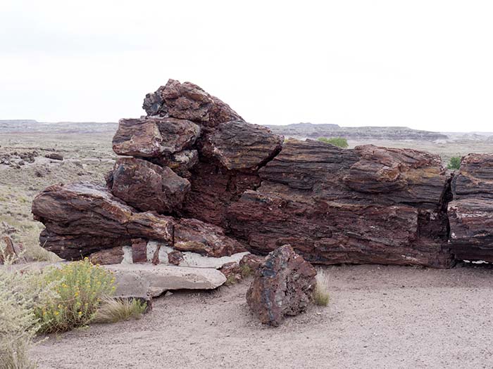 A petrified log