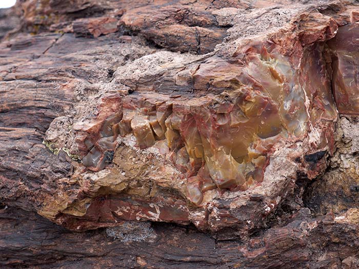 Petrified wood