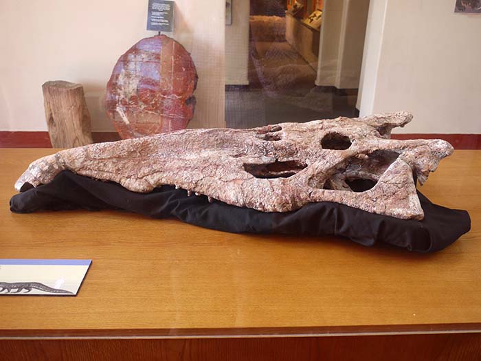 Machaeroprosopus mccaulyi