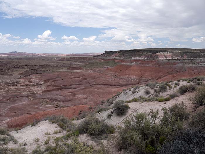 Petrified Forest