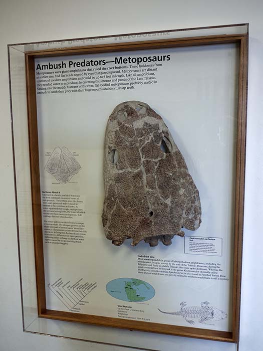 Koskinonodon perfectum