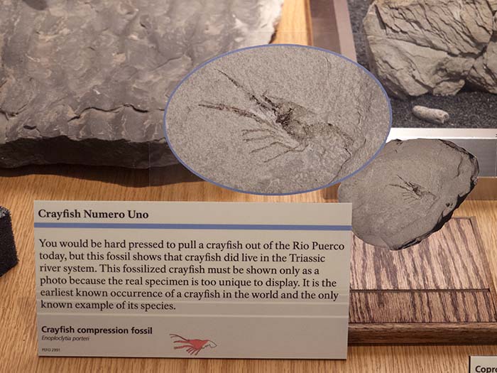 Enoploclytia porteri