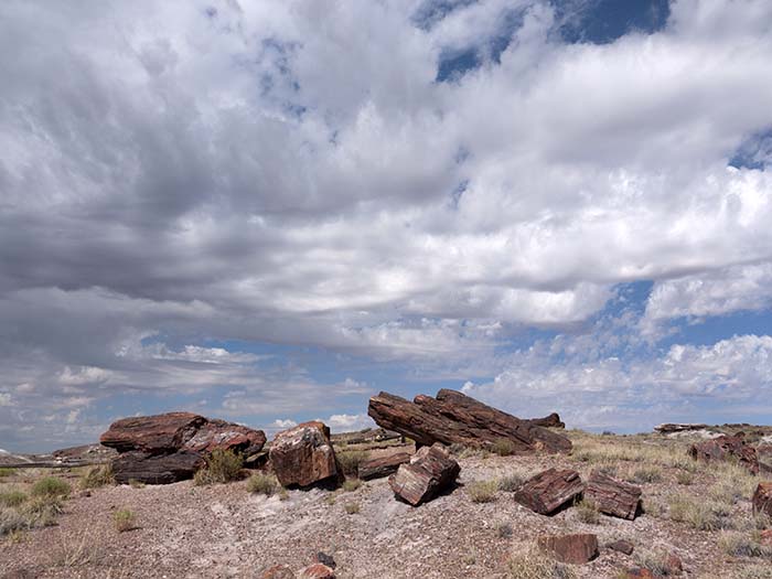 Petrified Forest
