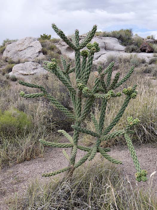 A tree cholla