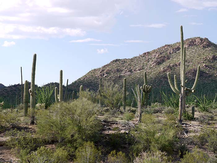 Saguaro National Park