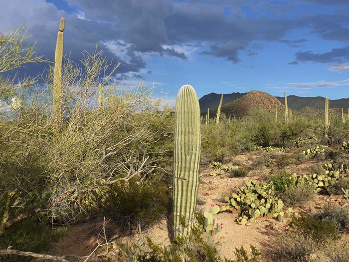 Saguaro National Park