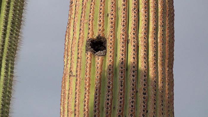 Saguaro National Park