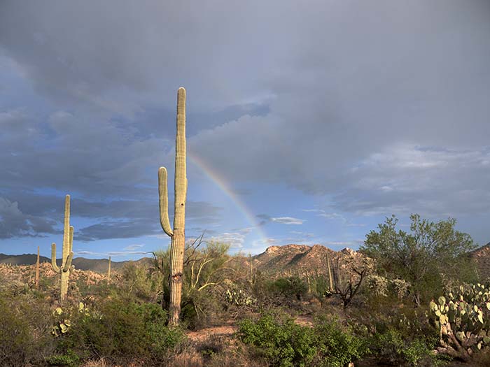 Saguaro National Park