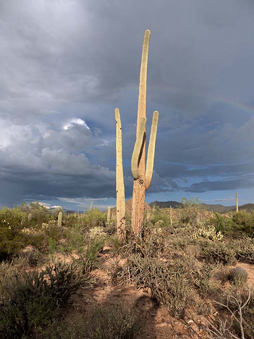 Saguaro National Park