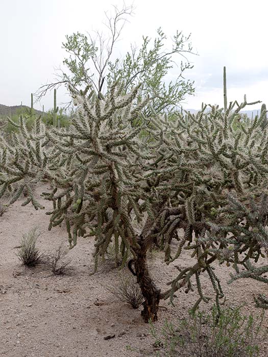 Saguaro National Park