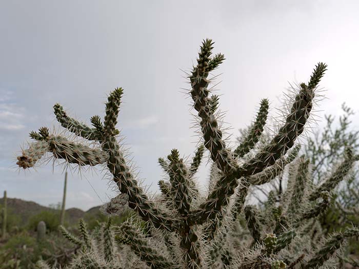 Saguaro National Park