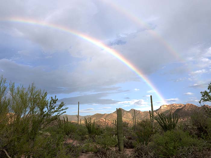 Saguaro National Park