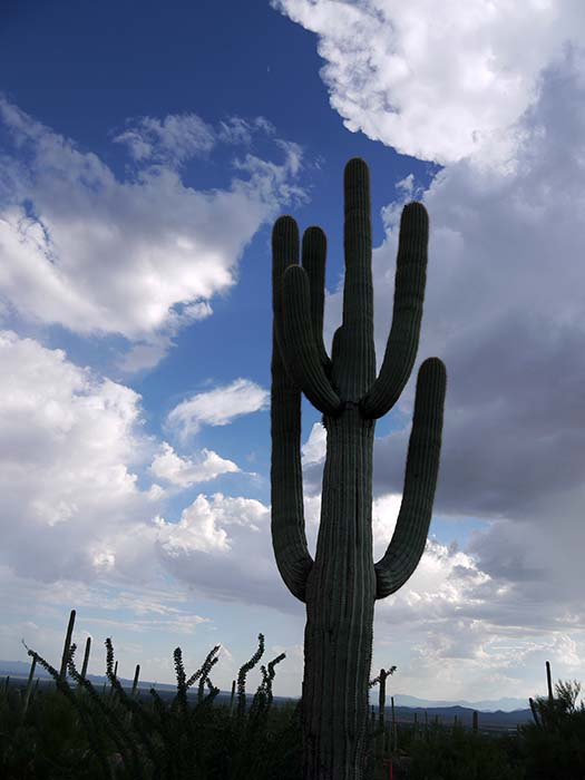 Saguaro National Park