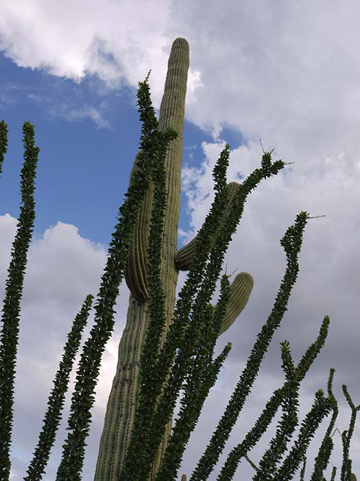 Saguaro National Park