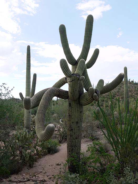 Saguaro National Park