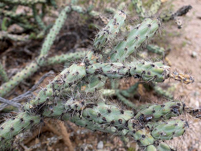 Saguaro National Park