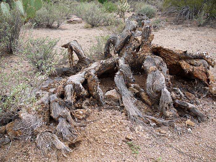 Saguaro National Park