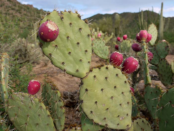 Saguaro National Park