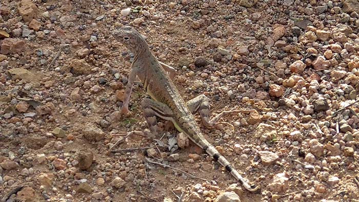 Saguaro National Park