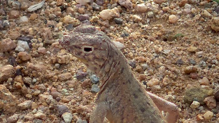 Saguaro National Park