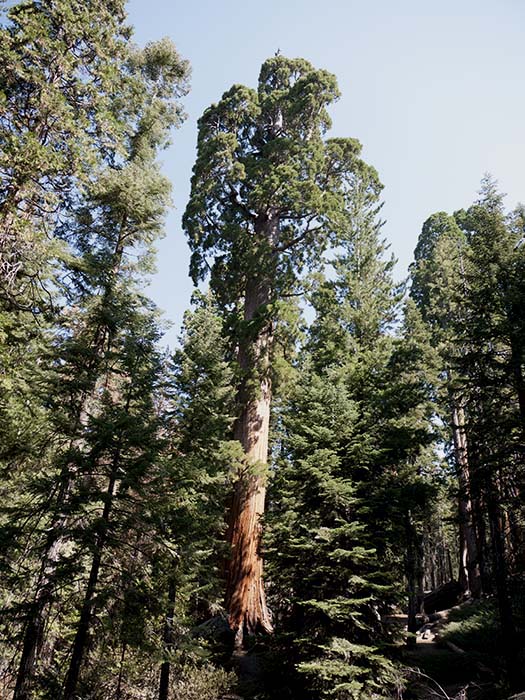 Giant sequoias
