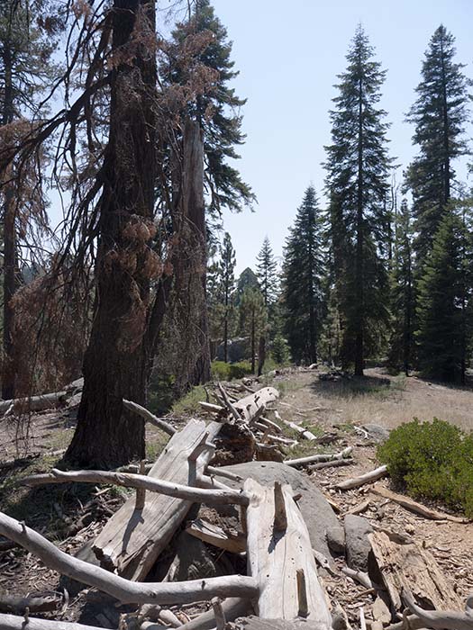 The beginning of the Sherman Tree trail