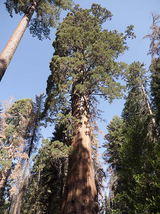 Giant sequoias