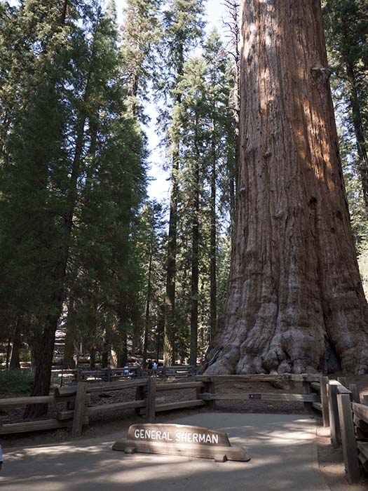 The General Sherman Tree