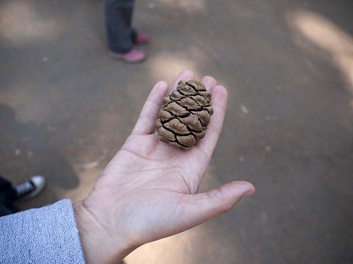 A cone of a giant sequoia