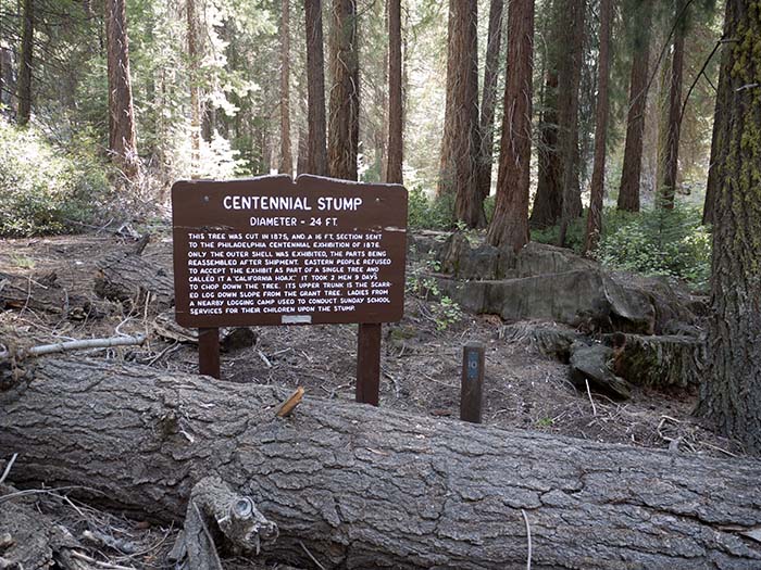 The centennial stump