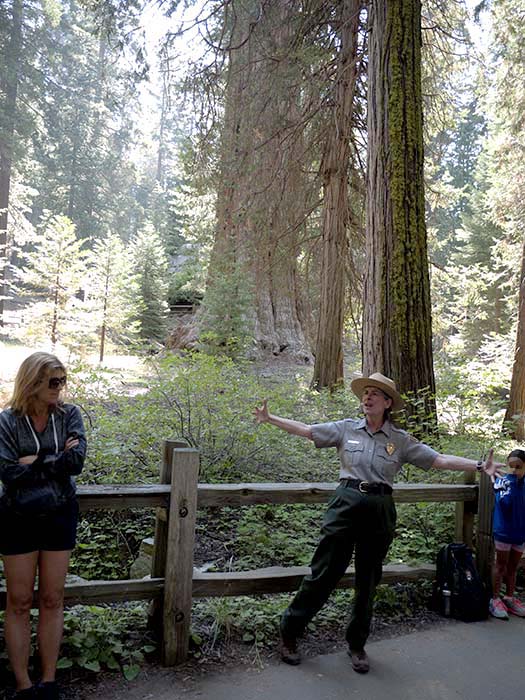 The forest and the ranger