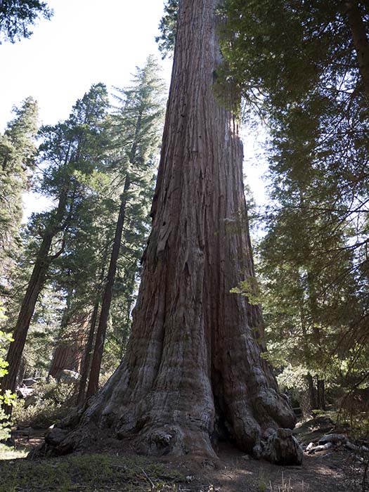 A giant sequoia