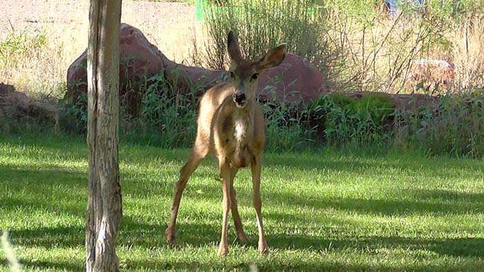 A mule deer in Springdale