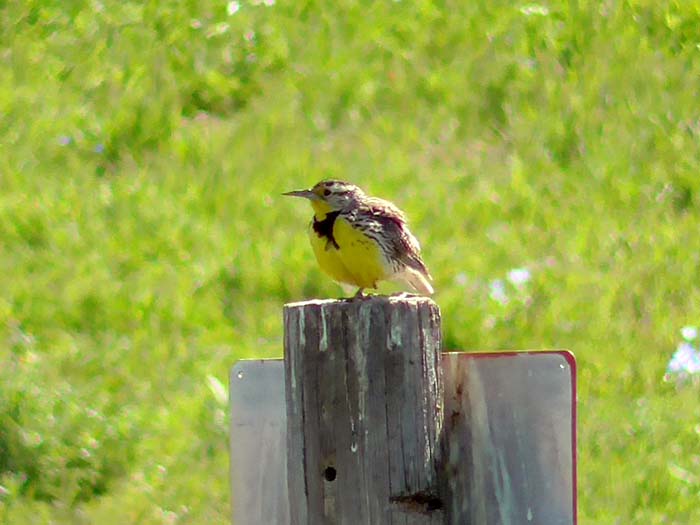 California goldfields