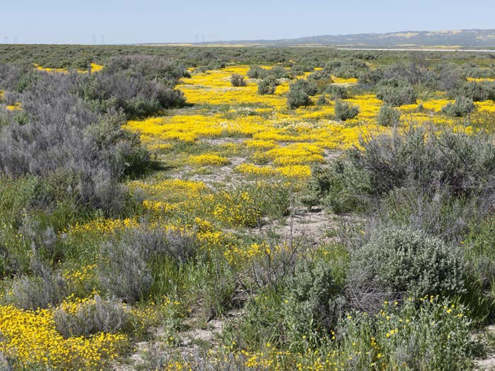 Wildflowers near Soda Lake
