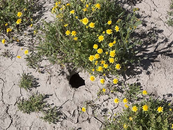 A burrow of a giant kangaroo rat and California goldfields near Soda Lake