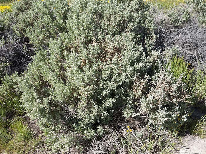Silverscale saltbush