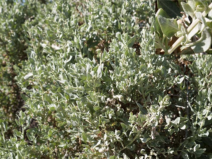 Silverscale saltbush