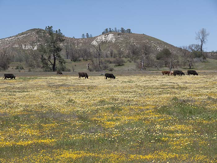 Approaching Carrizo Plain National Monument