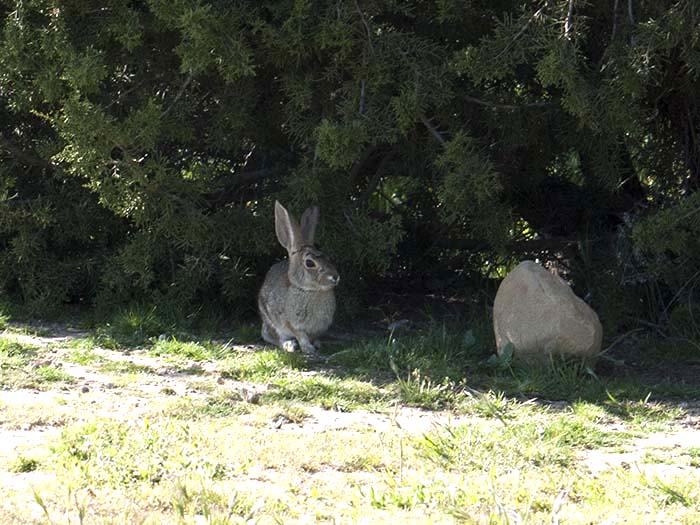 A brush rabbit