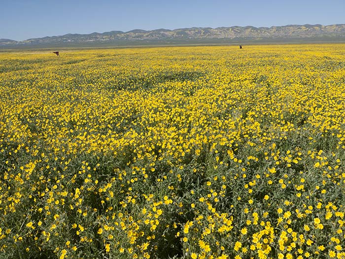 A field of hillside daisies
