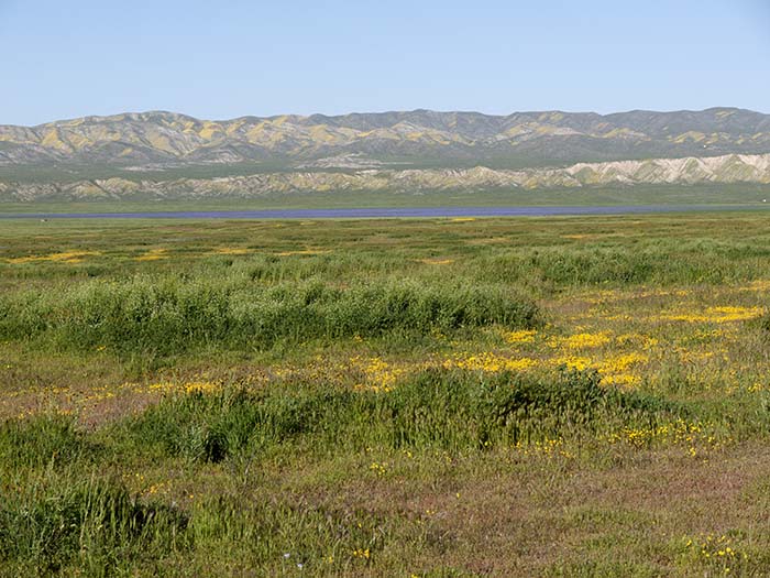A sea of tansy-leaf phacelias in the distance
