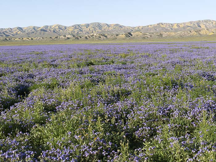 Tansy-leaf phacelias