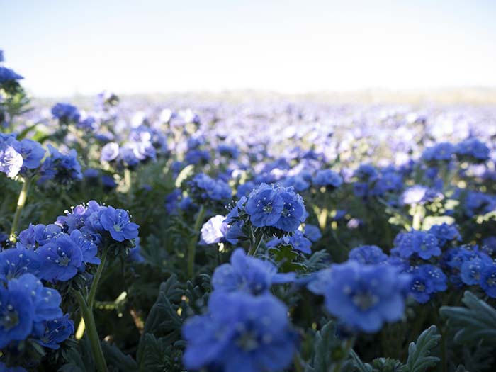 Tansy-leaf phacelias
