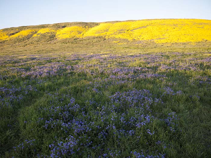 Hillside daisies and tansy-leaf phacelias