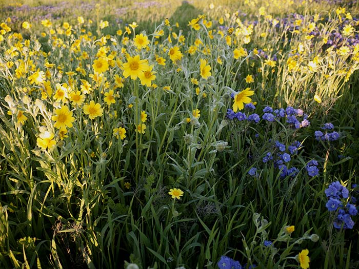 Hillside daisies and tansy-leaf phacelias up close
