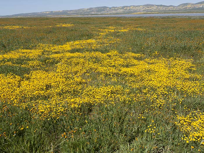 California goldfields near Soda Lake