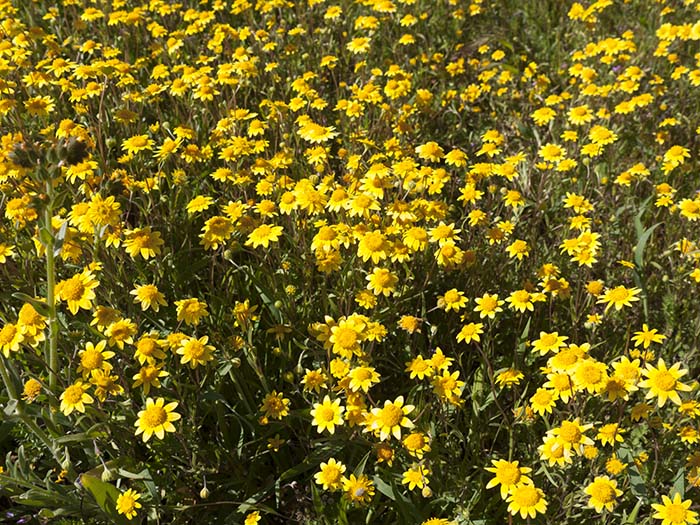 California goldfields